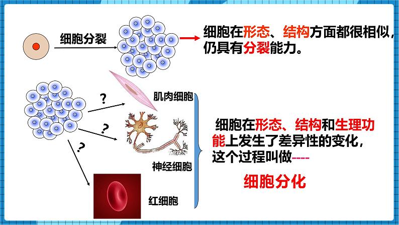 人教版（2024）七年级生物上册第一单元3.2动物体的结构层次精品ppt课件第5页