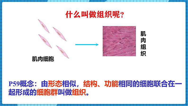 人教版（2024）七年级生物上册第一单元3.2动物体的结构层次精品ppt课件第7页