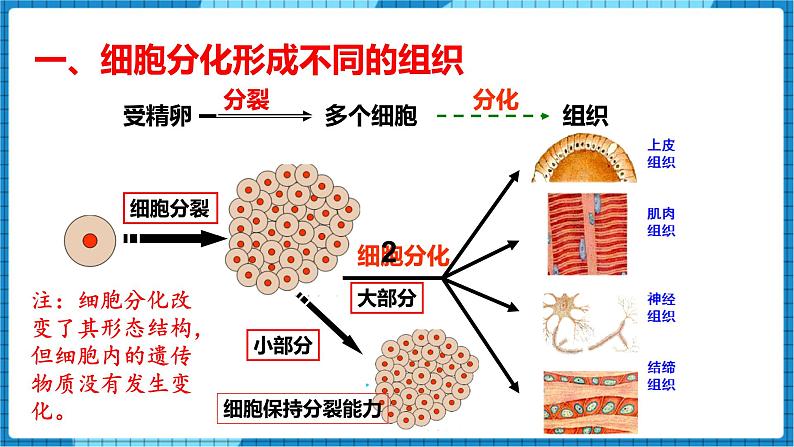 人教版（2024）七年级生物上册第一单元3.2动物体的结构层次精品ppt课件第8页