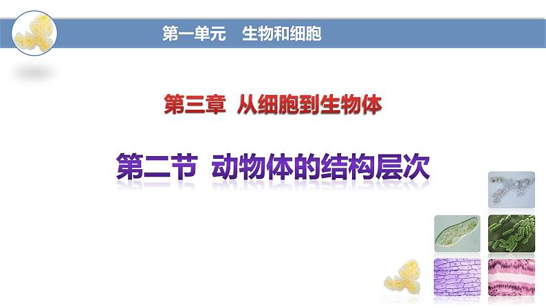 人教版（2024）七年级生物上册第一单元3.2动物体的结构层次精品课件第1页