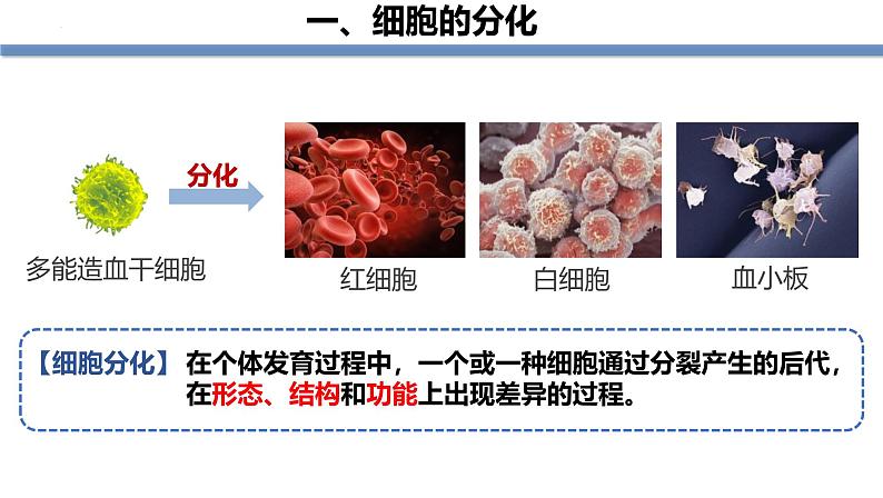 人教版（2024）七年级生物上册第一单元3.2动物体的结构层次精品课件第3页