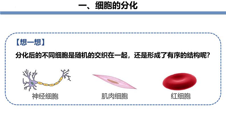 人教版（2024）七年级生物上册第一单元3.2动物体的结构层次精品课件第4页