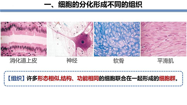 人教版（2024）七年级生物上册第一单元3.2动物体的结构层次精品课件第5页