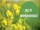 人教版（2024）七年级生物上册第一单元3.3植物体的结构层次ppt精品课件