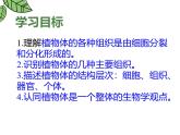 人教版（2024）七年级生物上册第一单元3.3植物体的结构层次精品ppt课件