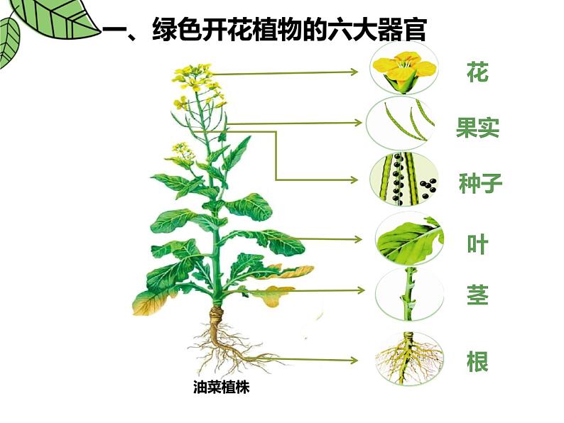 人教版（2024）七年级生物上册第一单元3.3植物体的结构层次精品ppt课件第5页