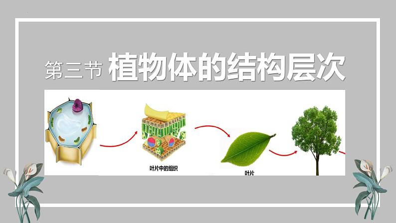 人教版（2024）七年级生物上册第一单元3.3植物体的结构层次精品课件第1页