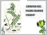 人教版（2024）七年级生物上册第一单元3.3植物体的结构层次精品课件