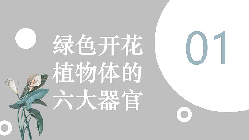 人教版（2024）七年级生物上册第一单元3.3植物体的结构层次精品课件第4页