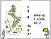 人教版（2024）七年级生物上册第一单元3.3植物体的结构层次精品课件