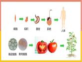 人教版（2024）七年级生物上册第一单元3.3植物体的结构层次课件