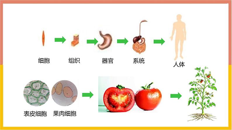 人教版（2024）七年级生物上册第一单元3.3植物体的结构层次课件第2页