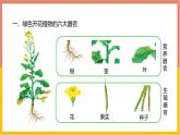 人教版（2024）七年级生物上册第一单元3.3植物体的结构层次课件