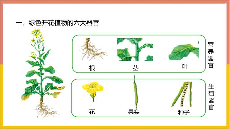 人教版（2024）七年级生物上册第一单元3.3植物体的结构层次课件第3页