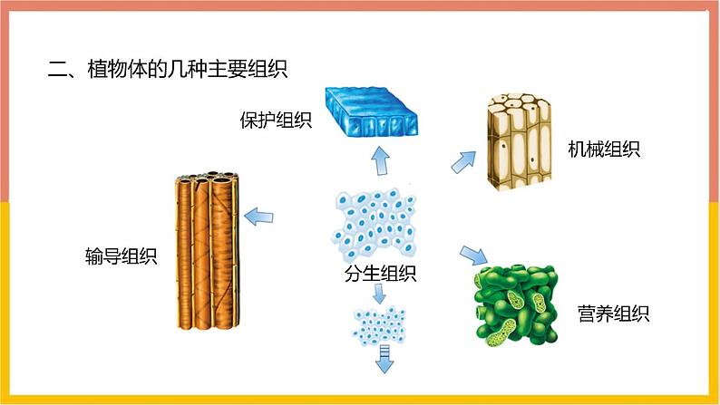 人教版（2024）七年级生物上册第一单元3.3植物体的结构层次课件第4页