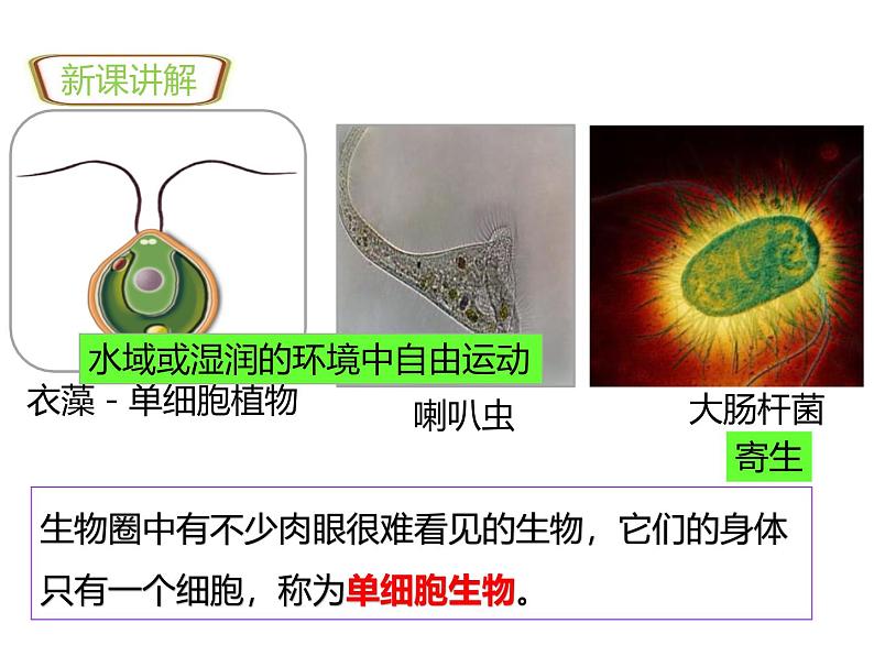 人教版（2024）七年级生物上册第一单元3.4单细胞生物ppt课件第3页