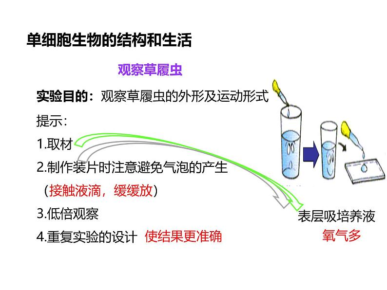 人教版（2024）七年级生物上册第一单元3.4单细胞生物ppt课件第5页