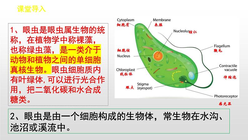 人教版（2024）七年级生物上册第一单元3.4单细胞生物精品课件第4页