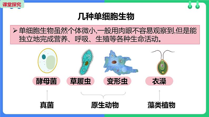 人教版（2024）七年级生物上册第一单元3.4单细胞生物课件04