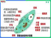 人教版（2024）七年级生物上册第一单元3.4单细胞生物课件