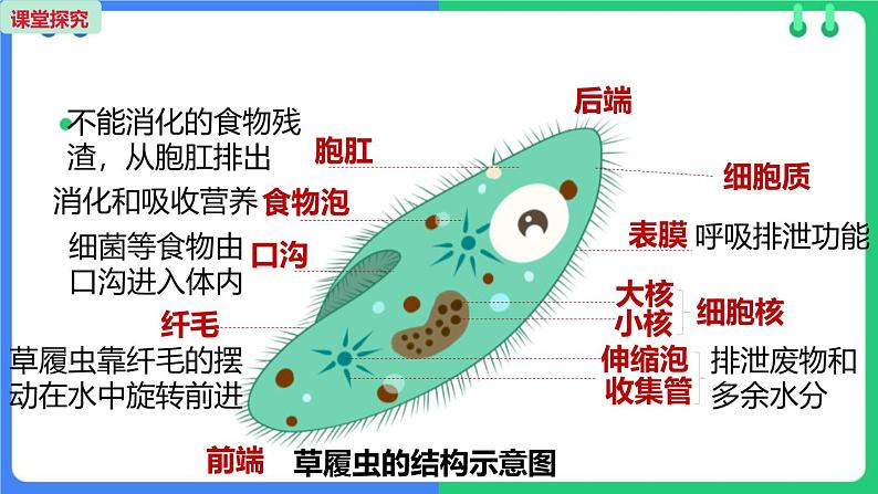 人教版（2024）七年级生物上册第一单元3.4单细胞生物课件05