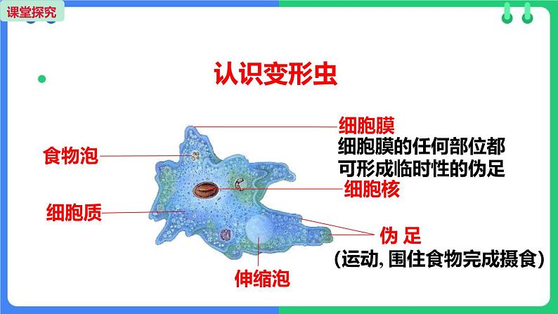 人教版（2024）七年级生物上册第一单元3.4单细胞生物课件07