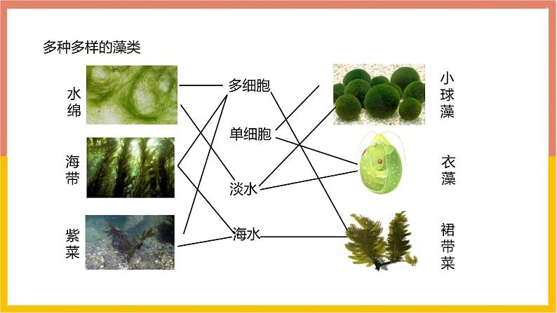 人教版（2024）七年级生物上册第二单元1.1藻类、苔藓和蕨类ppt课件04