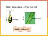 人教版（2024）七年级生物上册第二单元1.1藻类、苔藓和蕨类ppt课件