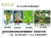 人教版（2024）七年级生物上册第二单元1.1藻类、苔藓和蕨类精品ppt课件