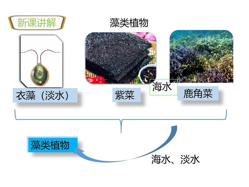 人教版（2024）七年级生物上册第二单元1.1藻类、苔藓和蕨类精品ppt课件第3页