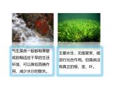 人教版（2024）七年级生物上册第二单元1.1藻类、苔藓和蕨类精品ppt课件