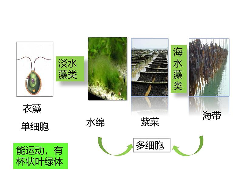 人教版（2024）七年级生物上册第二单元1.1藻类、苔藓和蕨类精品ppt课件第5页