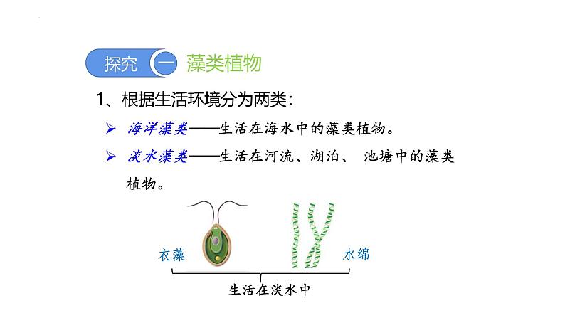 人教版（2024）七年级生物上册第二单元1.1藻类、苔藓和蕨类课件第3页