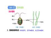 人教版（2024）七年级生物上册第二单元1.1藻类、苔藓和蕨类课件