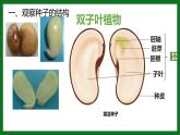 人教版（2024）七年级生物上册第二单元1.2种子植物ppt精品课件