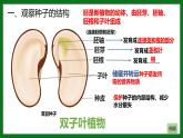 人教版（2024）七年级生物上册第二单元1.2种子植物ppt精品课件