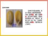 人教版（2024）七年级生物上册第二单元1.2种子植物ppt课件