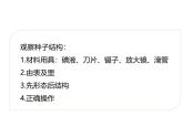 人教版（2024）七年级生物上册第二单元1.2种子植物ppt课件精品