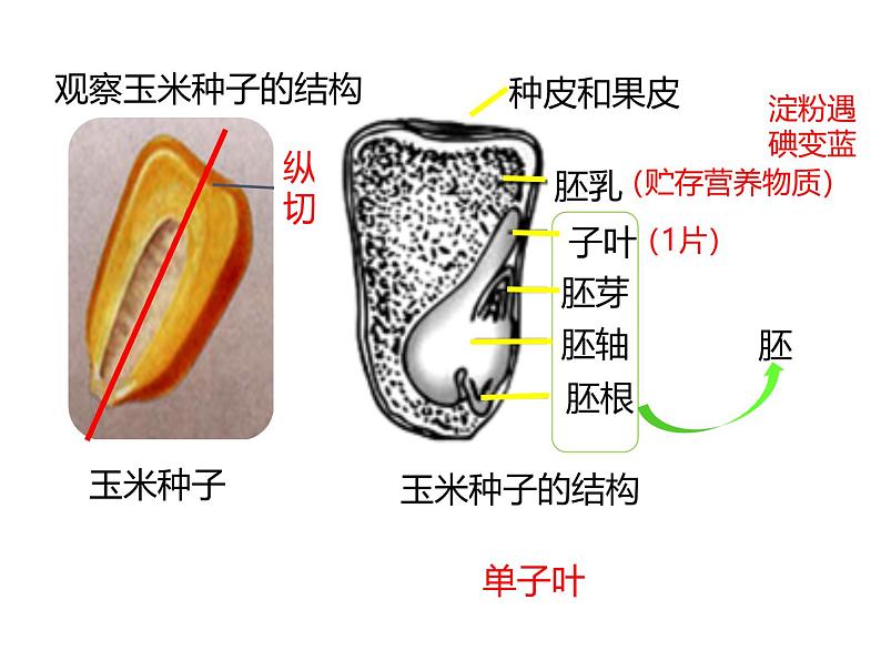 人教版（2024）七年级生物上册第二单元1.2种子植物ppt课件精品07