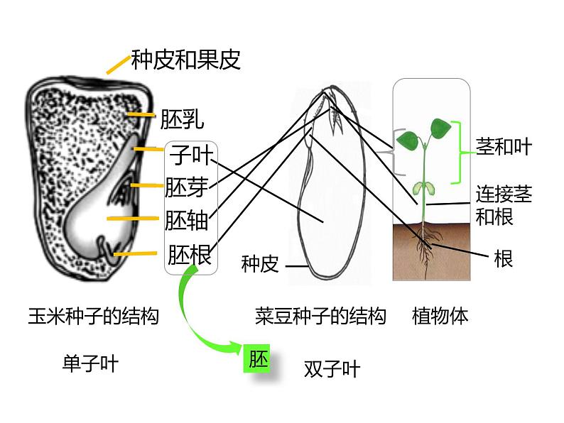 人教版（2024）七年级生物上册第二单元1.2种子植物ppt课件精品08