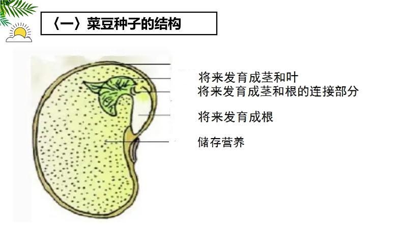 人教版（2024）七年级生物上册第二单元1.2种子植物精品ppt课件08