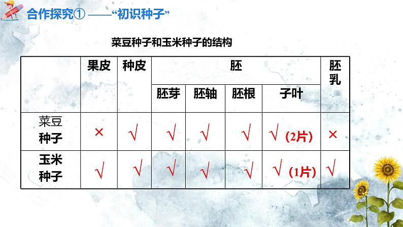 人教版（2024）七年级生物上册第二单元1.2种子植物精品课件07