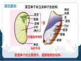 人教版（2024）七年级生物上册第二单元1.2种子植物精品课件ppt