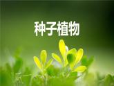 人教版（2024）七年级生物上册第二单元1.2种子植物课件