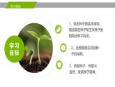 人教版（2024）七年级生物上册第二单元1.2种子植物课件