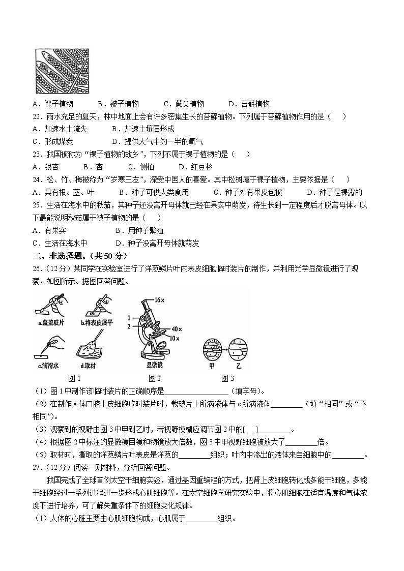山东省德州市宁津县第四实验中学多校2024-2025学年七年级上学期期中生物学试题第3页