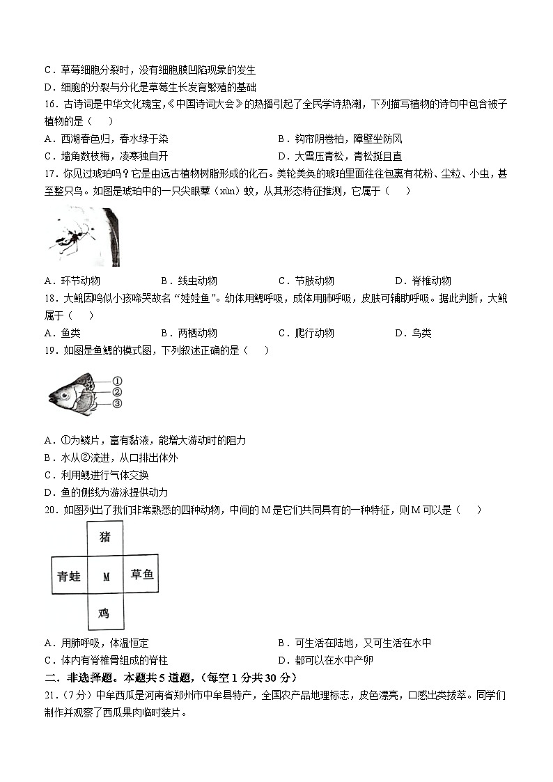 河南省洛阳市宜阳县2024-2025学年七年级上学期期中生物学试题第3页