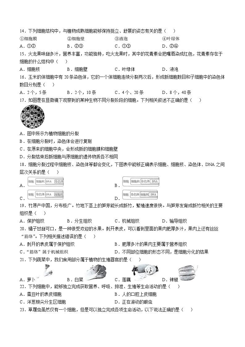 安徽省蚌埠市2024-2025学年七年级上学期期中生物试题第3页