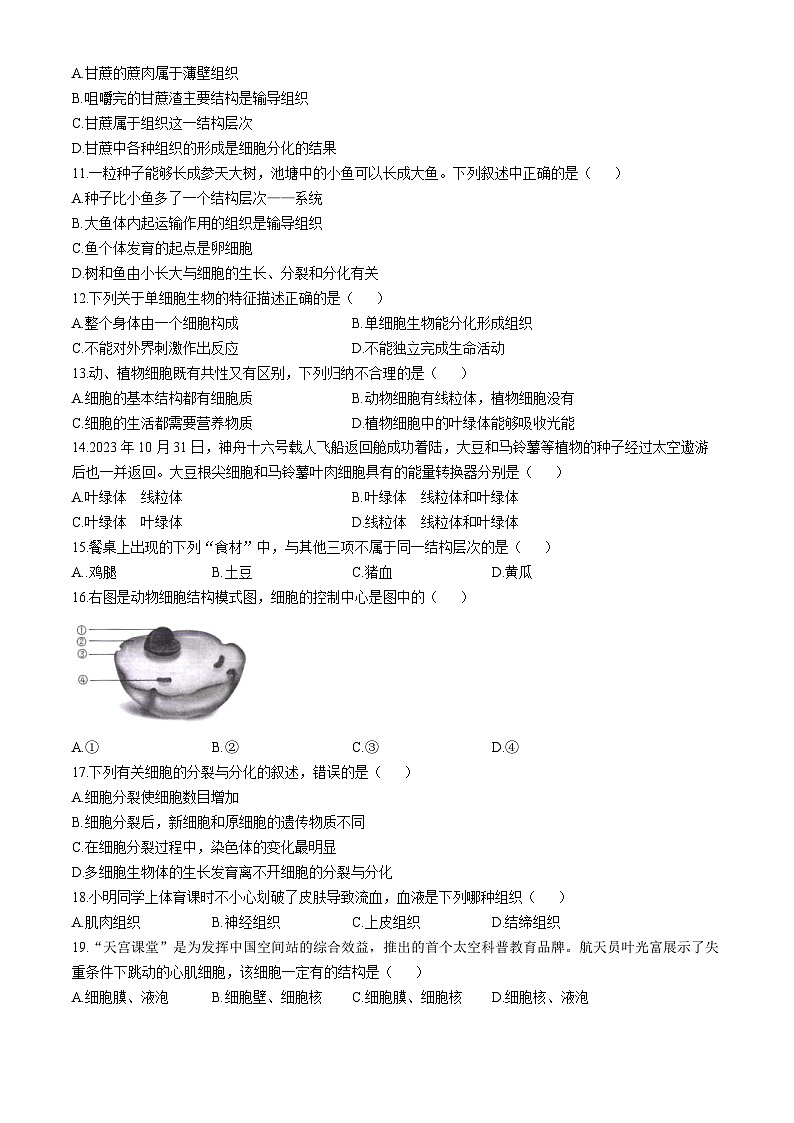福建省宁德市福鼎市2024-2025学年七年级上学期期中生物学试题第2页