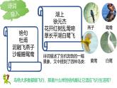 人教版生物七年级上册2.2.2《脊椎动物（鸟和哺乳动物）》教学课件
